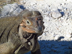 Cyclura cornuta