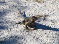 Cyclura cornuta