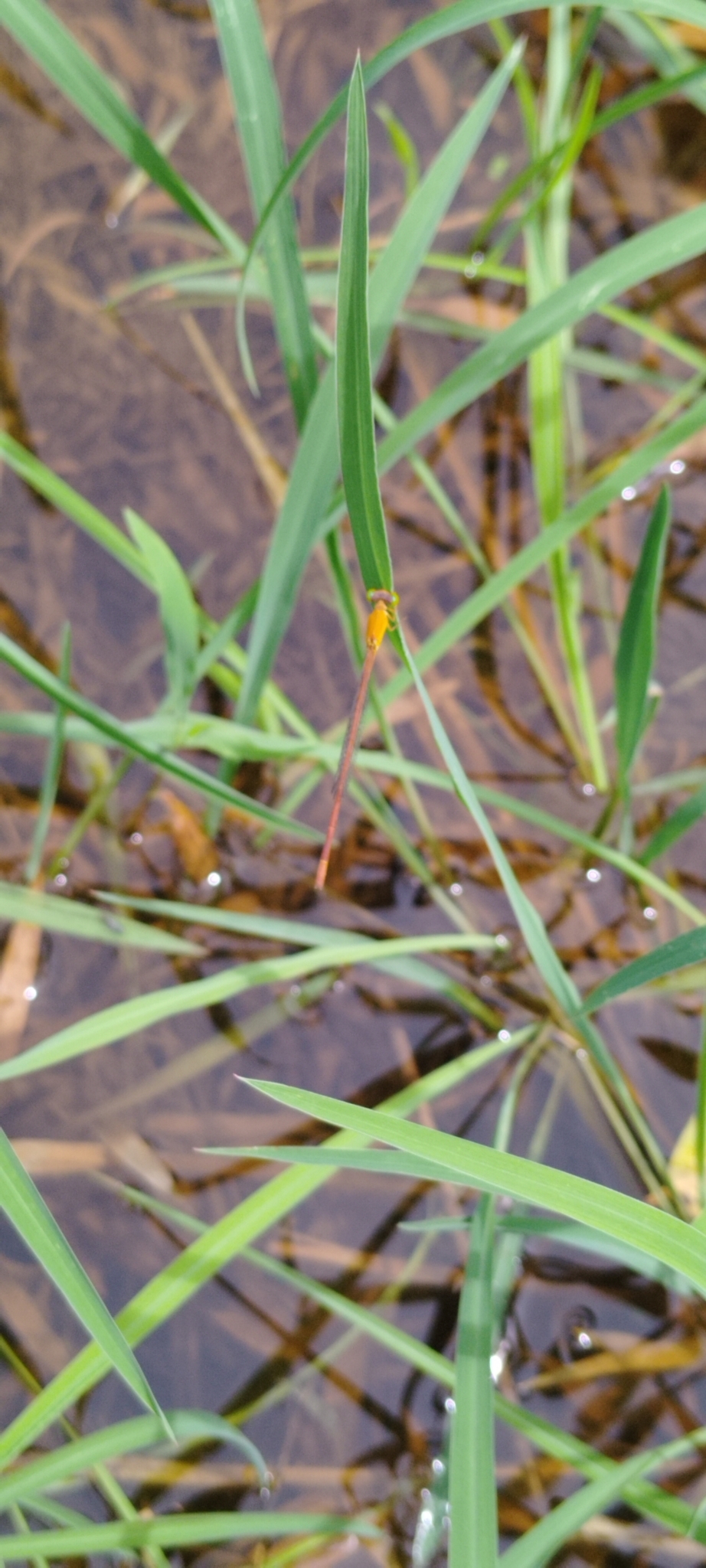 Orange Marsh Dart