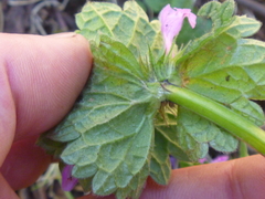 Lamium confertum