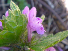 Lamium confertum
