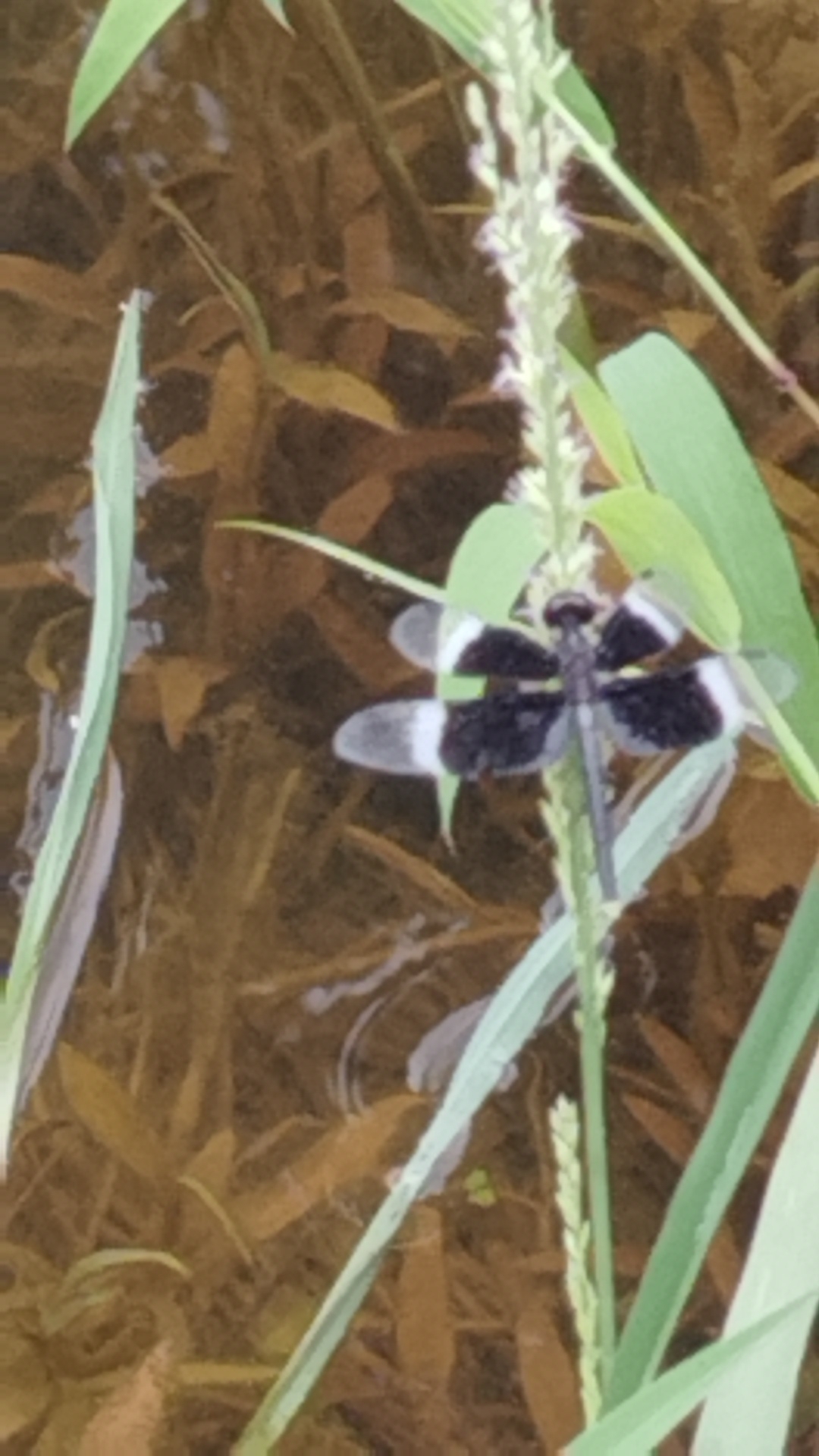 Pied Paddy Skimmer