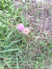 Cirsium rhaphilepis, photograph (c) Oscar Alejandro Morales Juárez, some rights reserved (CC BY-SA)
