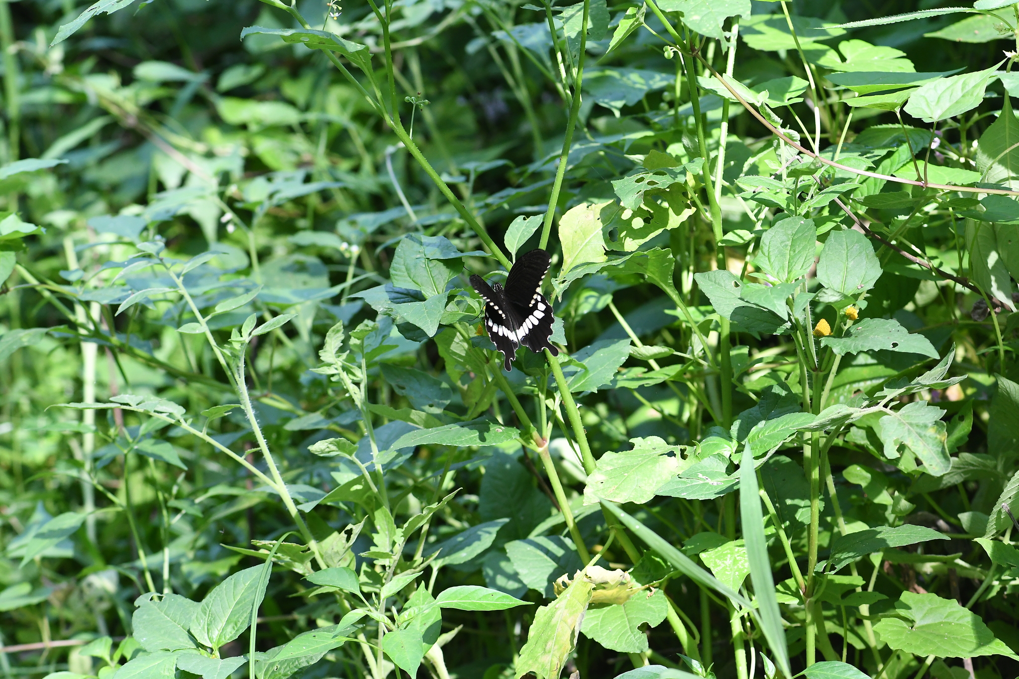 Common Mormon