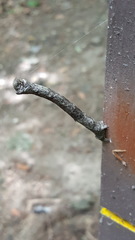 Prochoerodes lineola