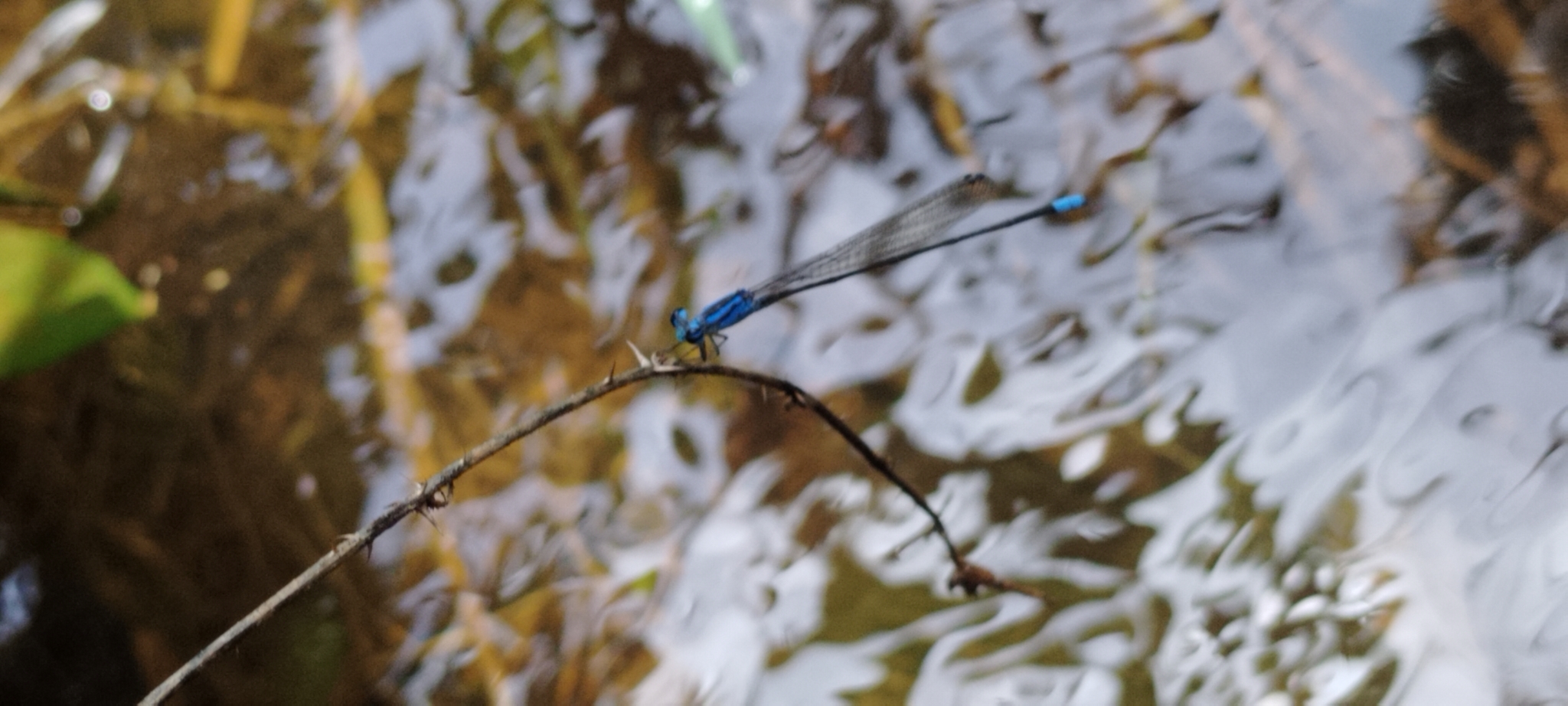 Long-Banded Sprite