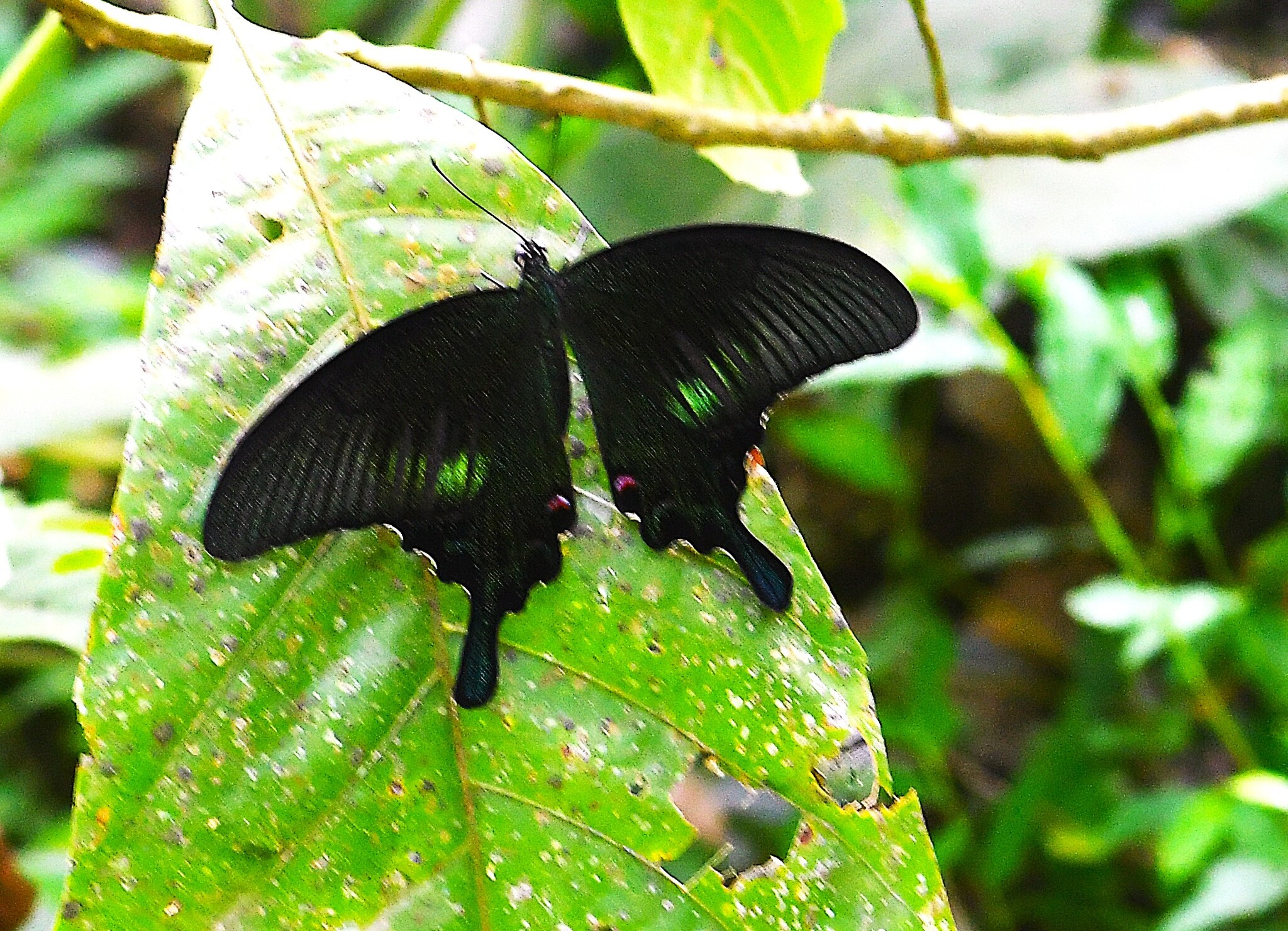 Common Peacock
