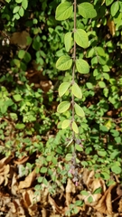 Symphoricarpos doorenbosii