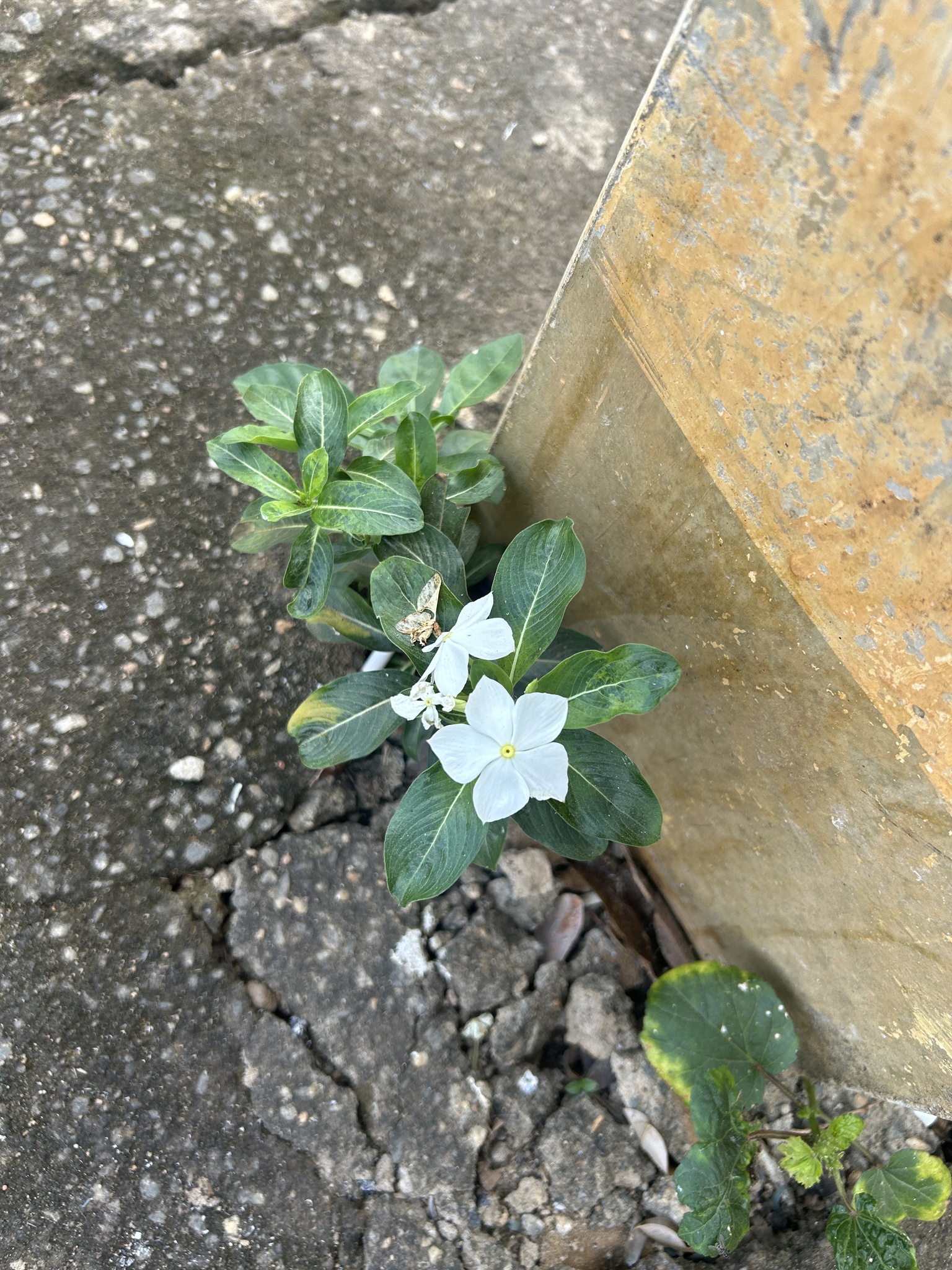 Catharanthus roseus