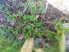 Lamium confertum