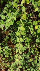 Symphoricarpos doorenbosii