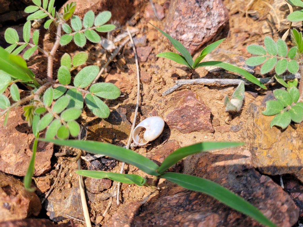 Franklin Mountain Talus Snail