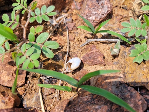 Franklin Mountain Talus Snail