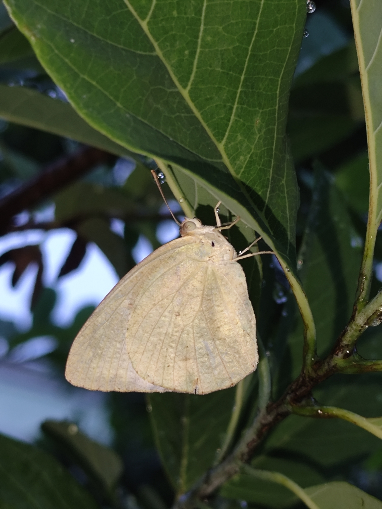Mottled Emigrant