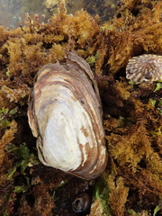 Entodesma navicula