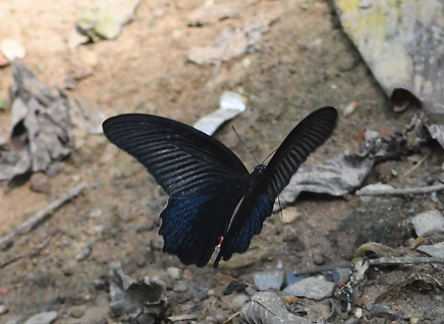Spangled Mormon