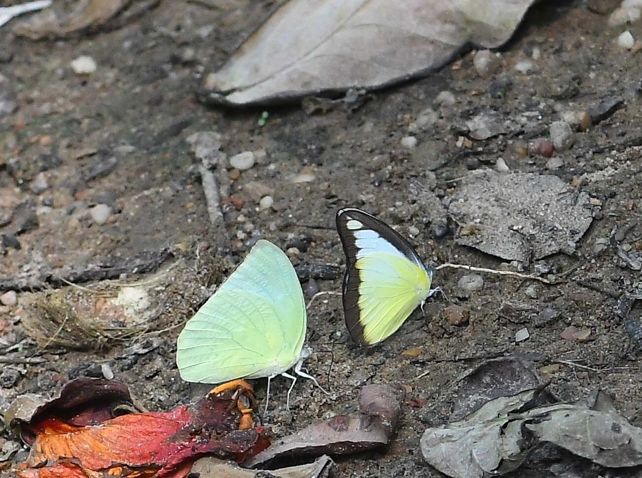 Lemon Emigrant