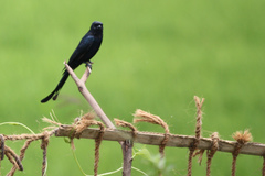 Dicrurus macrocercus