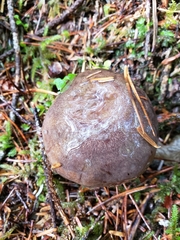 Lactarius kauffmanii