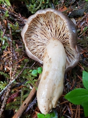Lactarius kauffmanii