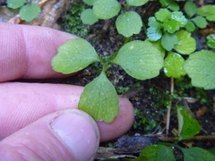 Azorella hookeri