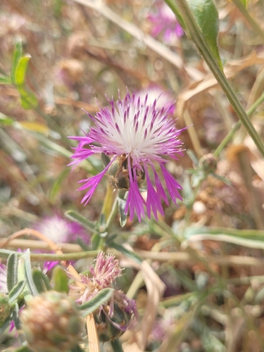 North African knapweed (Centaurea diluta)
