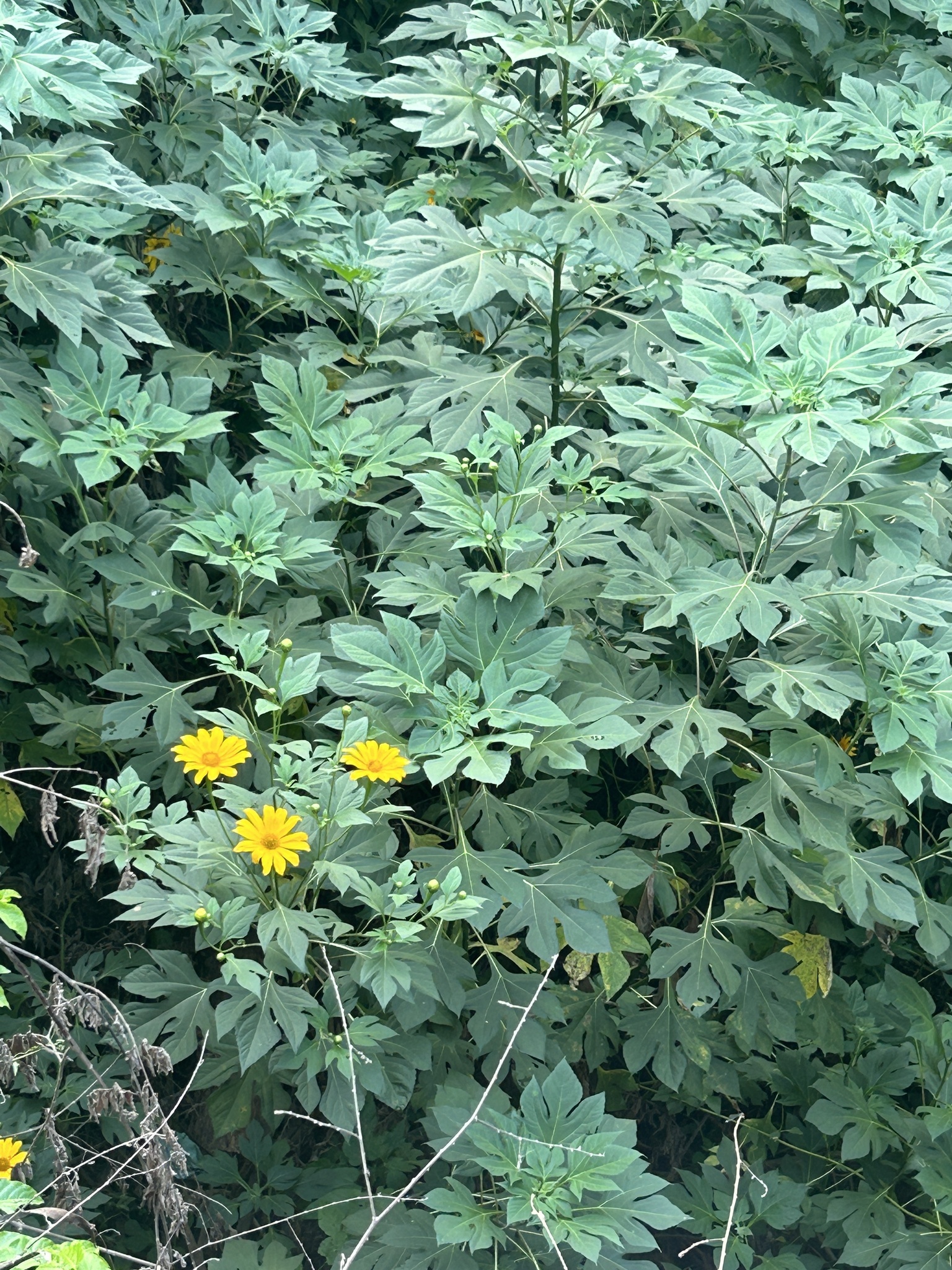 Tithonia diversifolia