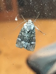 Lacinipolia olivacea