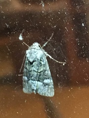 Lacinipolia olivacea