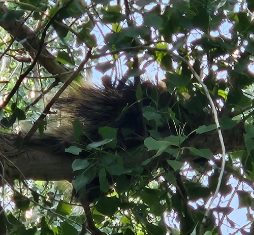 iNaturalist observation 2025-06-11