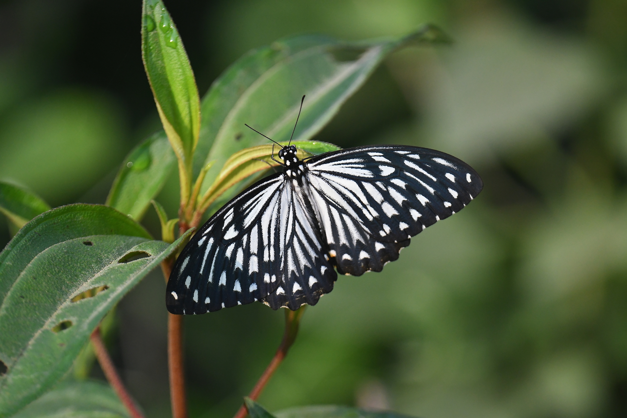 Common Mime