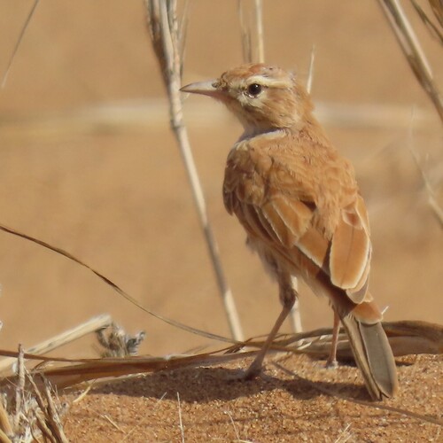 Dune Lark (Calendulauda erythrochlamys)
