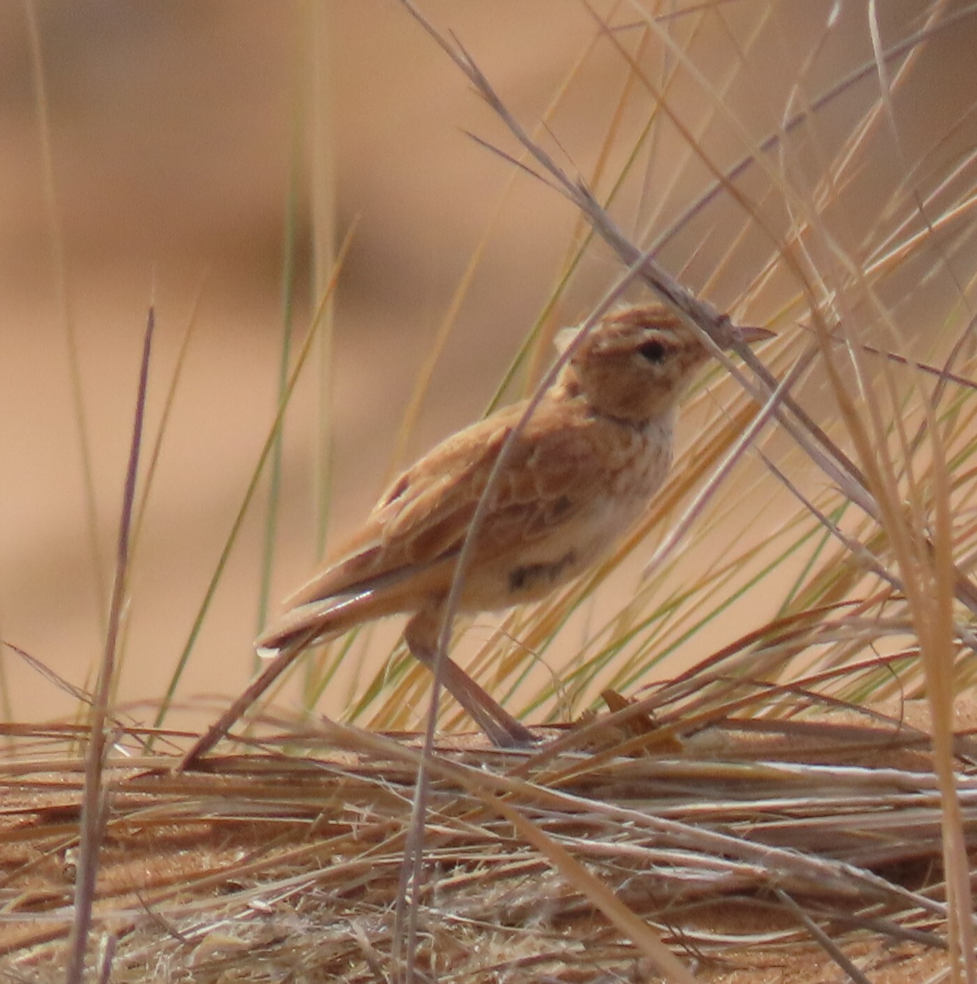 Dune Lark (Calendulauda erythrochlamys), photo 2