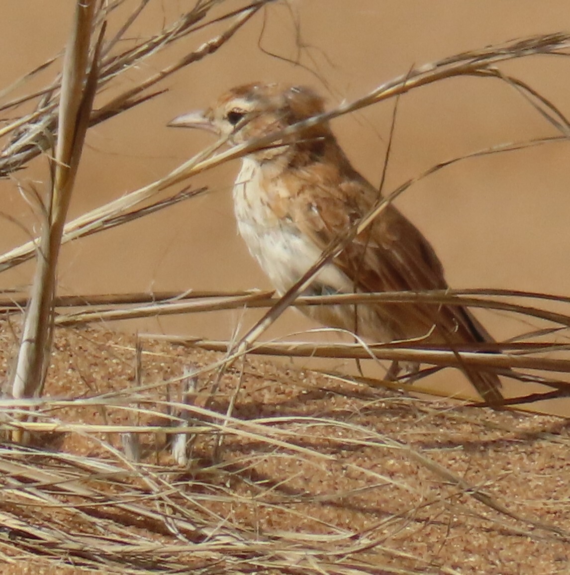 Dune Lark (Calendulauda erythrochlamys), photo 7