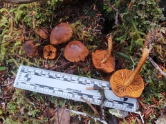 Cortinarius cinnamomeus
