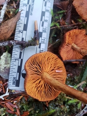 Cortinarius cinnamomeus