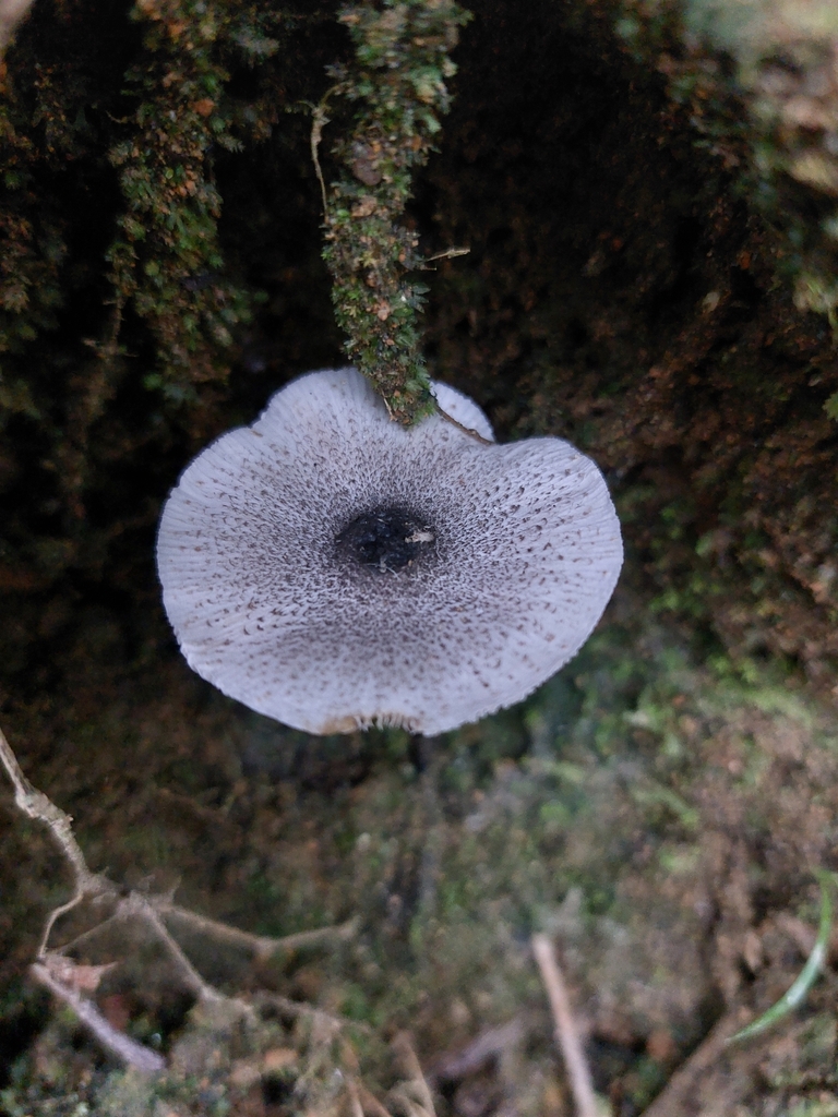 Leucocoprinus atrodiscus