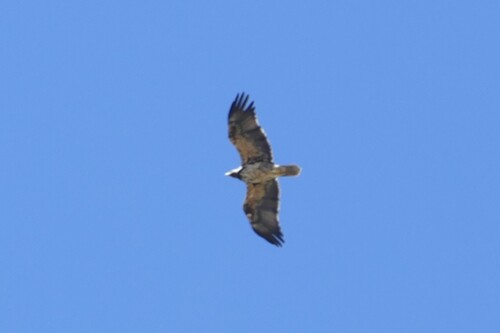 Águila imperial ibérica (Aquila adalberti)