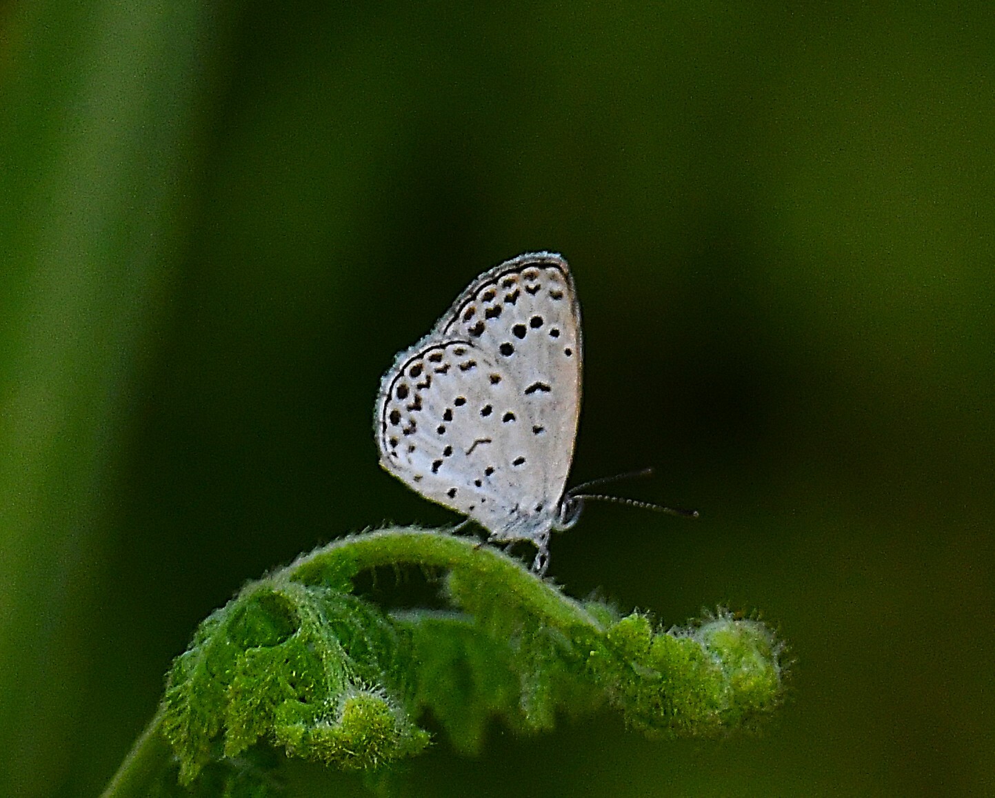 Pale Grass Blue