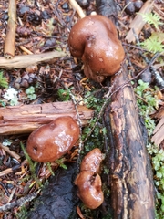 Tricholoma pessundatum