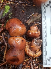 Tricholoma pessundatum