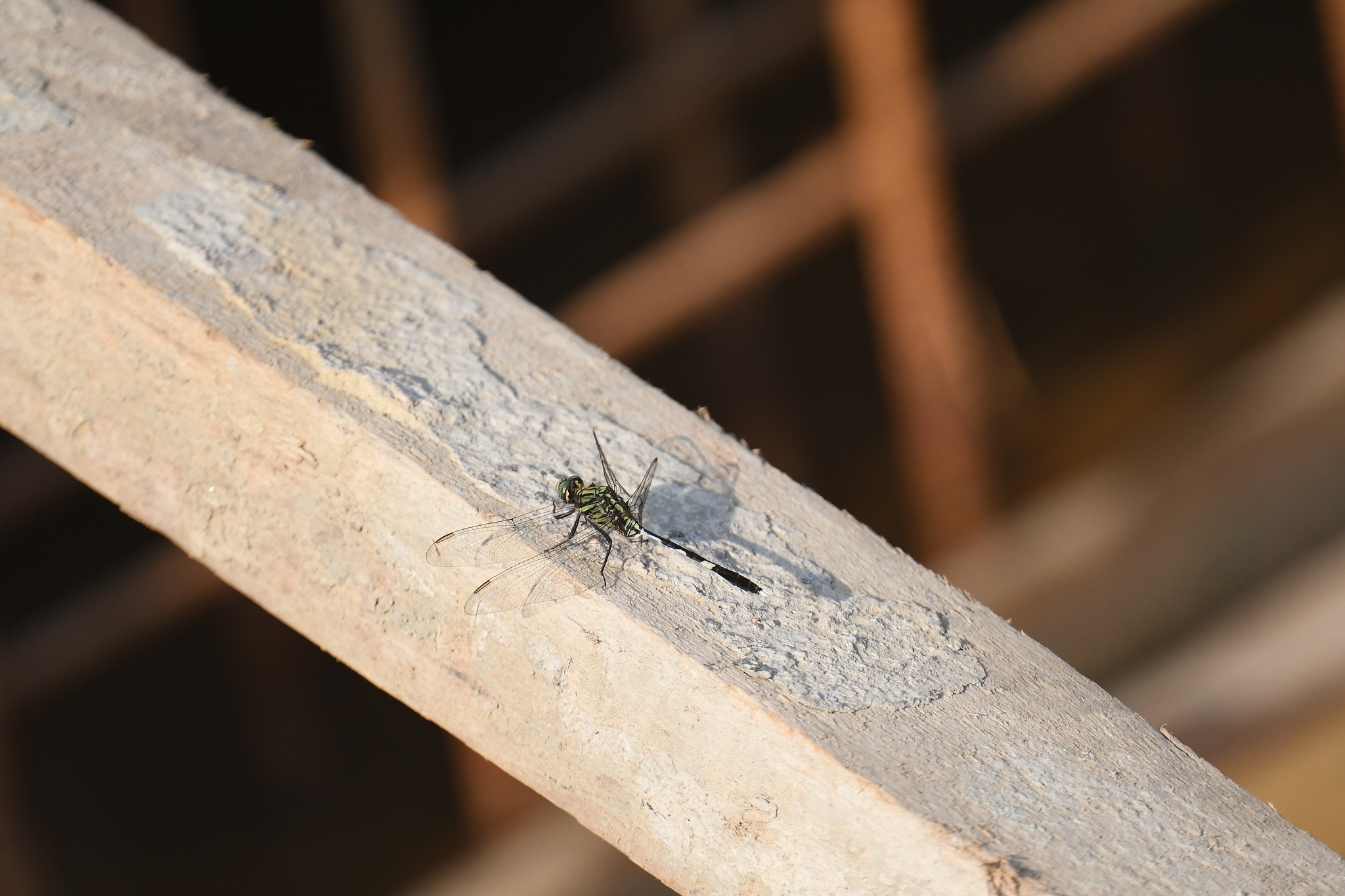 Slender Skimmer