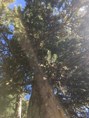 Pseudotsuga