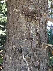 Pseudotsuga