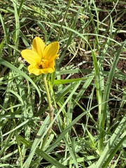 Zephyranthes tubispatha, photograph Gary Rogers, CC BY, iNaturalist via GBIF
