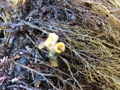 Primavelans insculpta