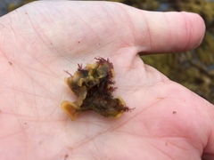 Primavelans insculpta