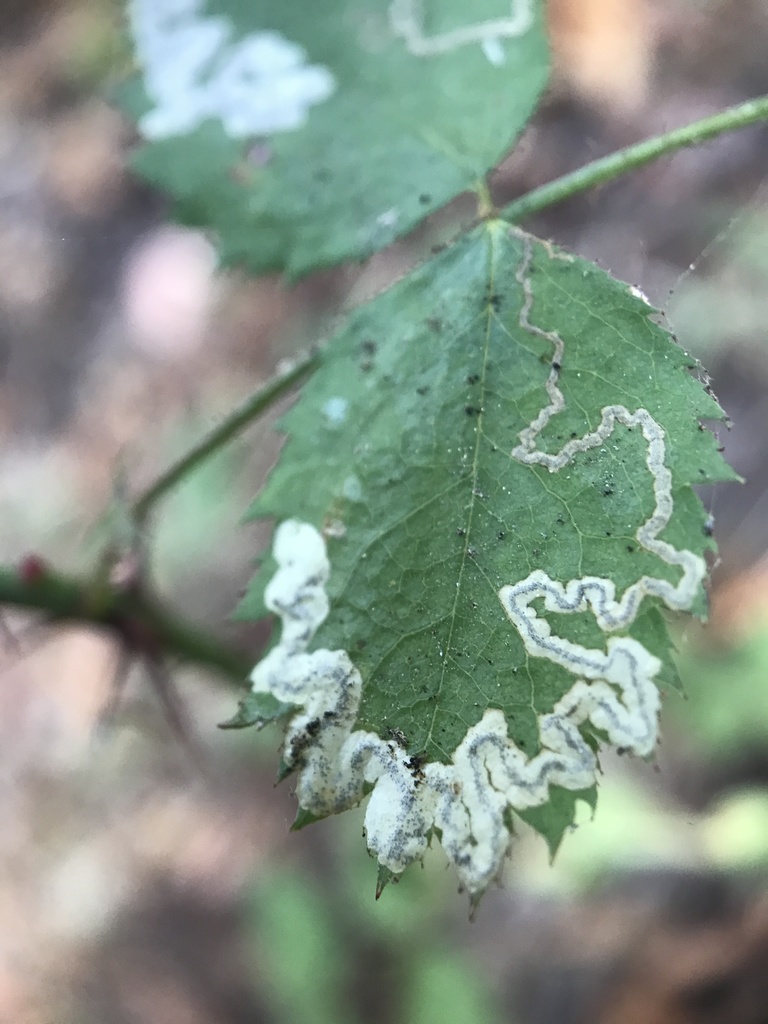 Stigmella anomalella