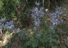 Eryngium bourgatii