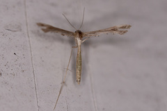 Stenoptilodes brevipennis